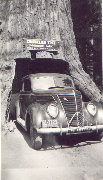 A car drives through the Chandelier Drive-Thru Tree in Leggett California in 1941.