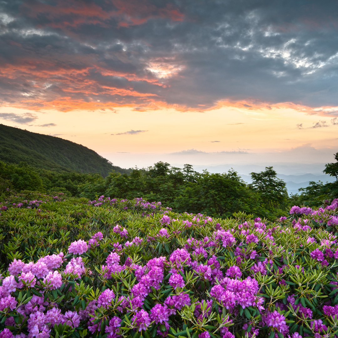 Rhododendrons in bloom along the Blue Ridge Parkway.