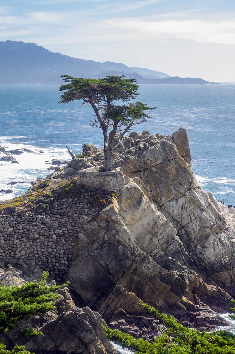 The famous lone cypress tree grows on a rock in the Pacific at Carmel's 17 Mile Drive.