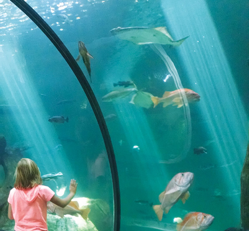 An exhibit at the Oregon Coast Aquarium takes you through an underwater tunnel.