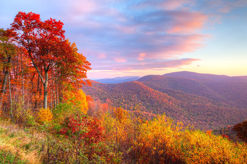 Beautiful red fall foliage at sunrise in Shenandoah National Park.