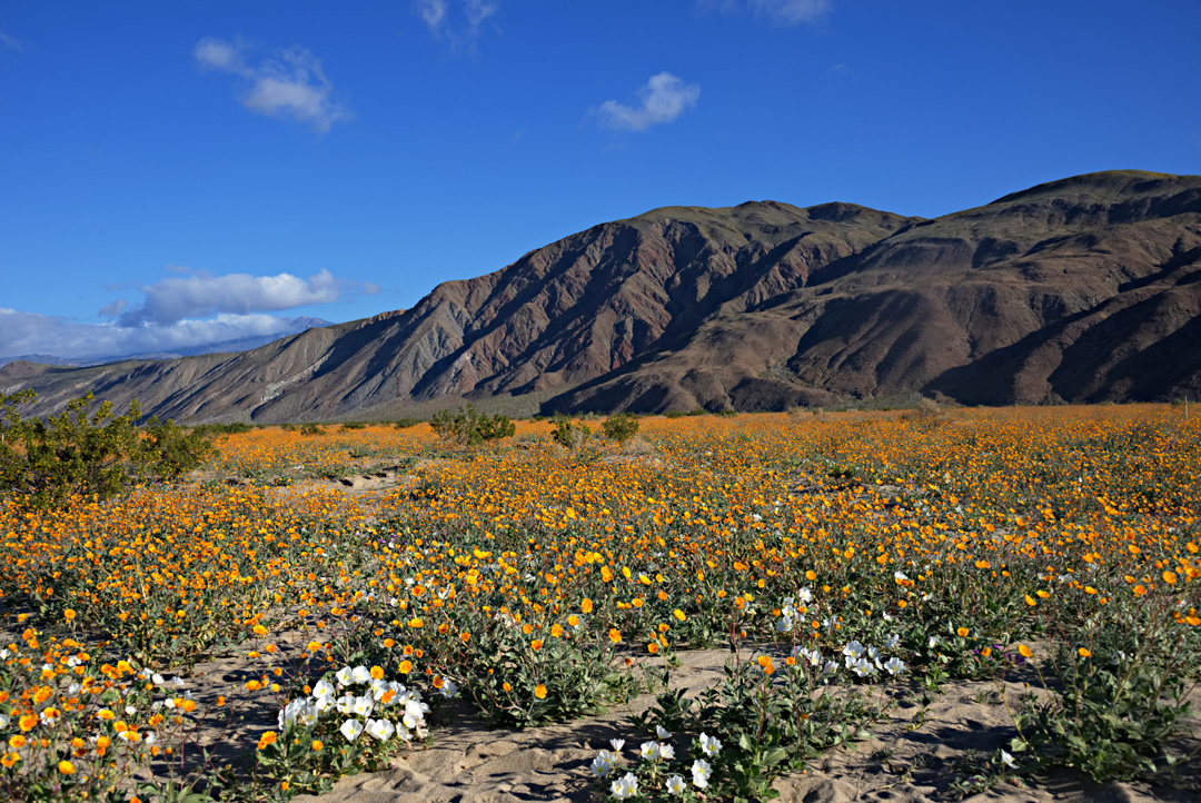 orange and white california wildflowers with a view of the mountains and blue skies.