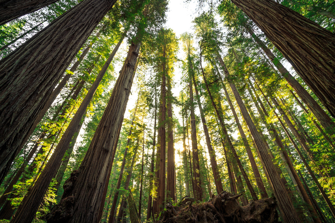 view of redwoods trees from below