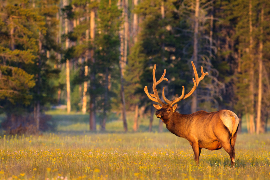 Photo of an elk in early morning light at the Gibbon Meadows.