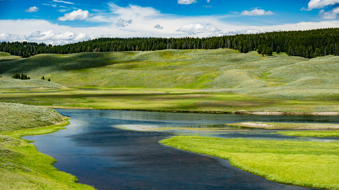 Hayden Valley with green grass, clear water, and surrounding trees