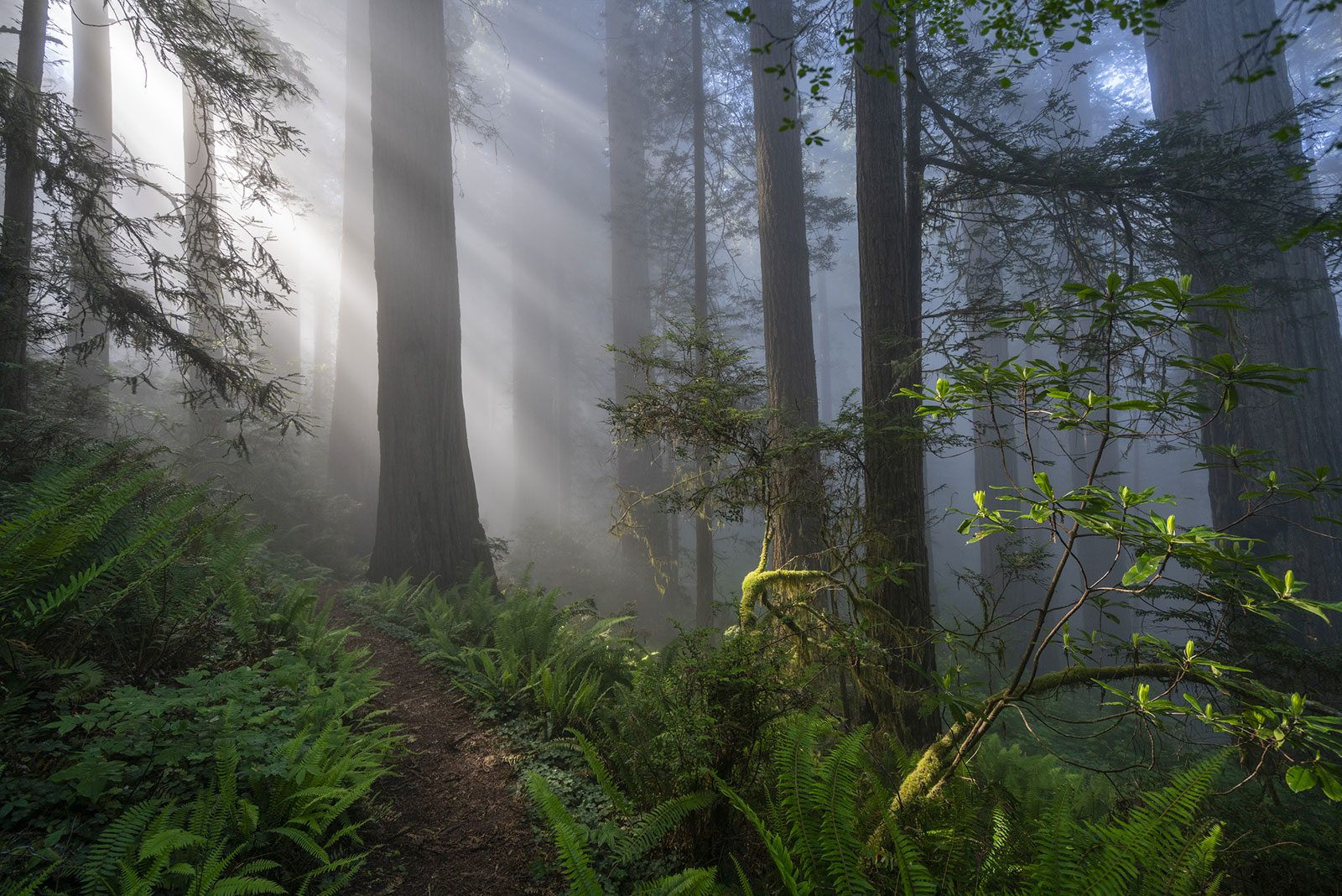 Light comes through the fog in California's Del Norte Redwoods State Park