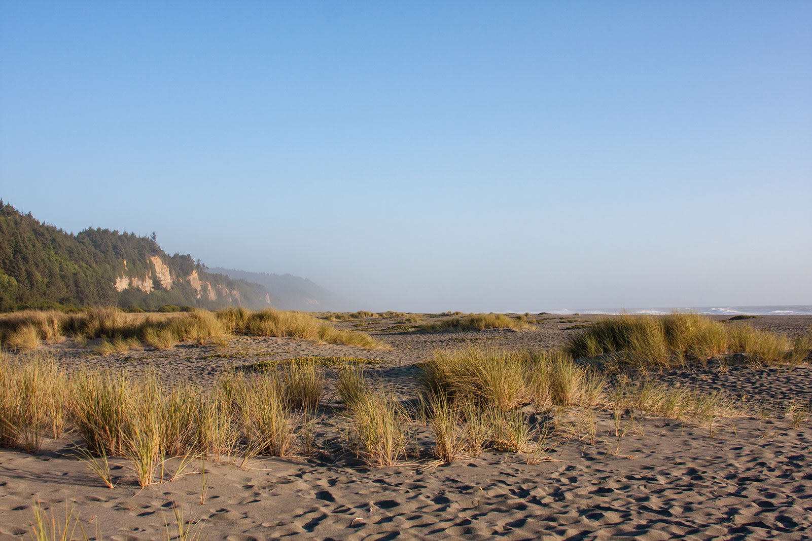 Sea grass pokes up through the sand at Gold Bluffs beach in Northern California.