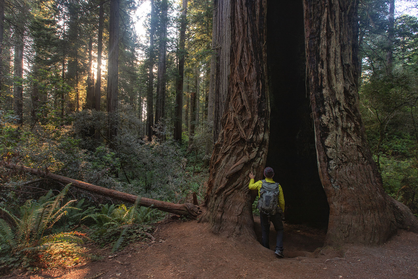 A hiker stands near the base of a giant redwood that is hollowed out but still standing.