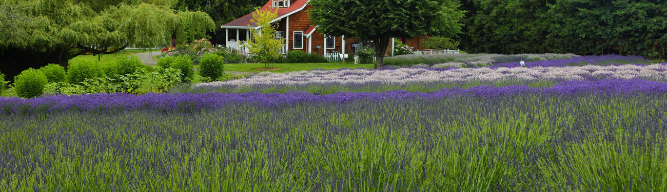 A red farmhouse sits behind rows of purple and white lavender flowers in Sequim, Washington