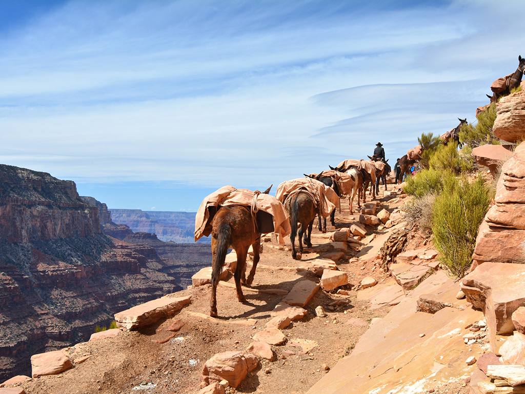 mules walking on a trail in the grand canyon