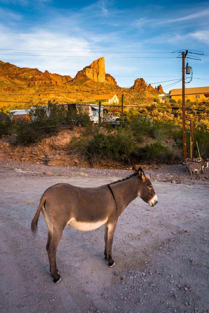 donkey standing on gravel in a desert landscape