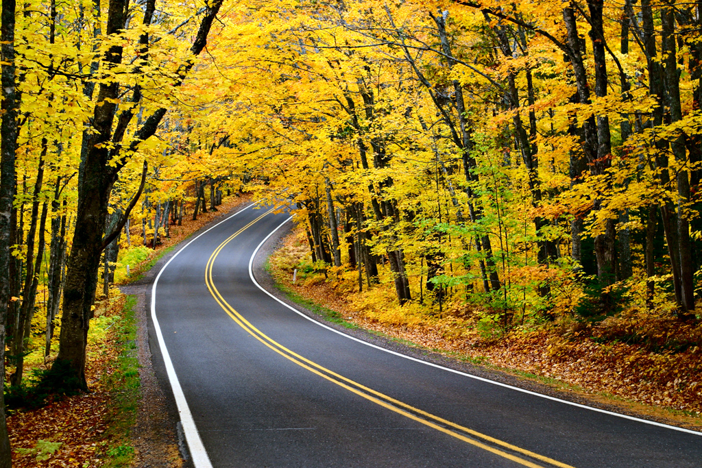 Canopy of trees along US-41 near Copper Harbor, Michigan