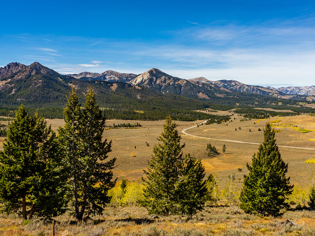 flat golden landscape with pine trees and mountains in the distance
