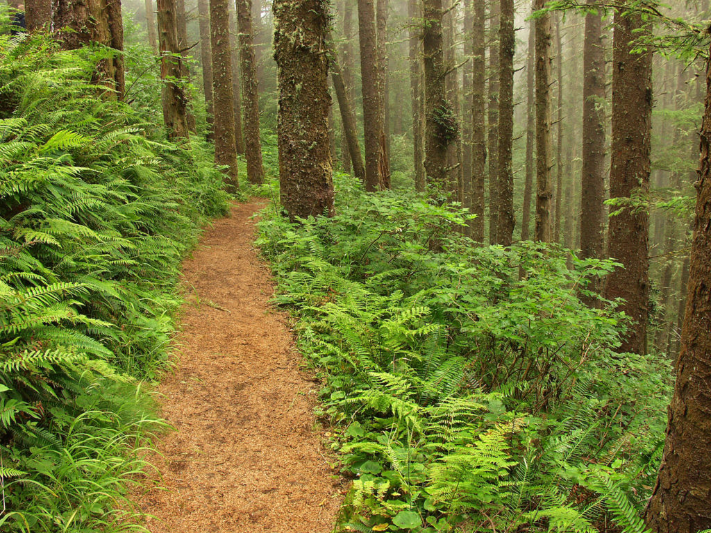 Photo of the trail through Cape Lookout State Park.