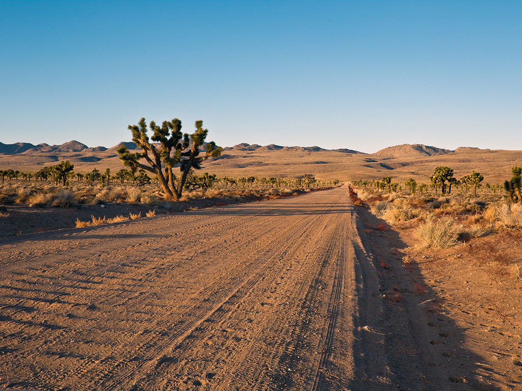 dirt road with barren landscape and a joshua tree in the distance